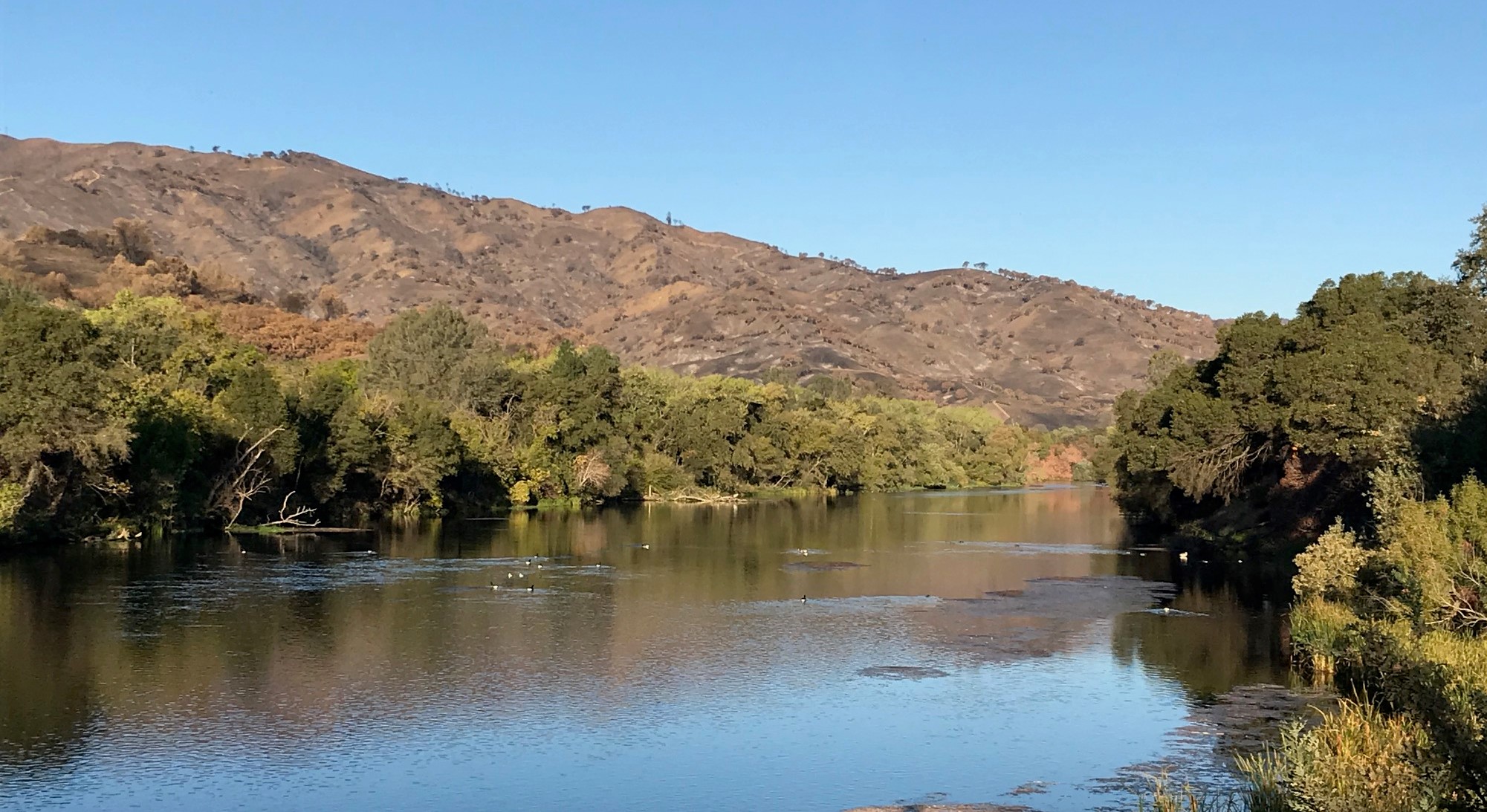 View from Pleasant Valley Road bridge - center of the Putah Creek count circle