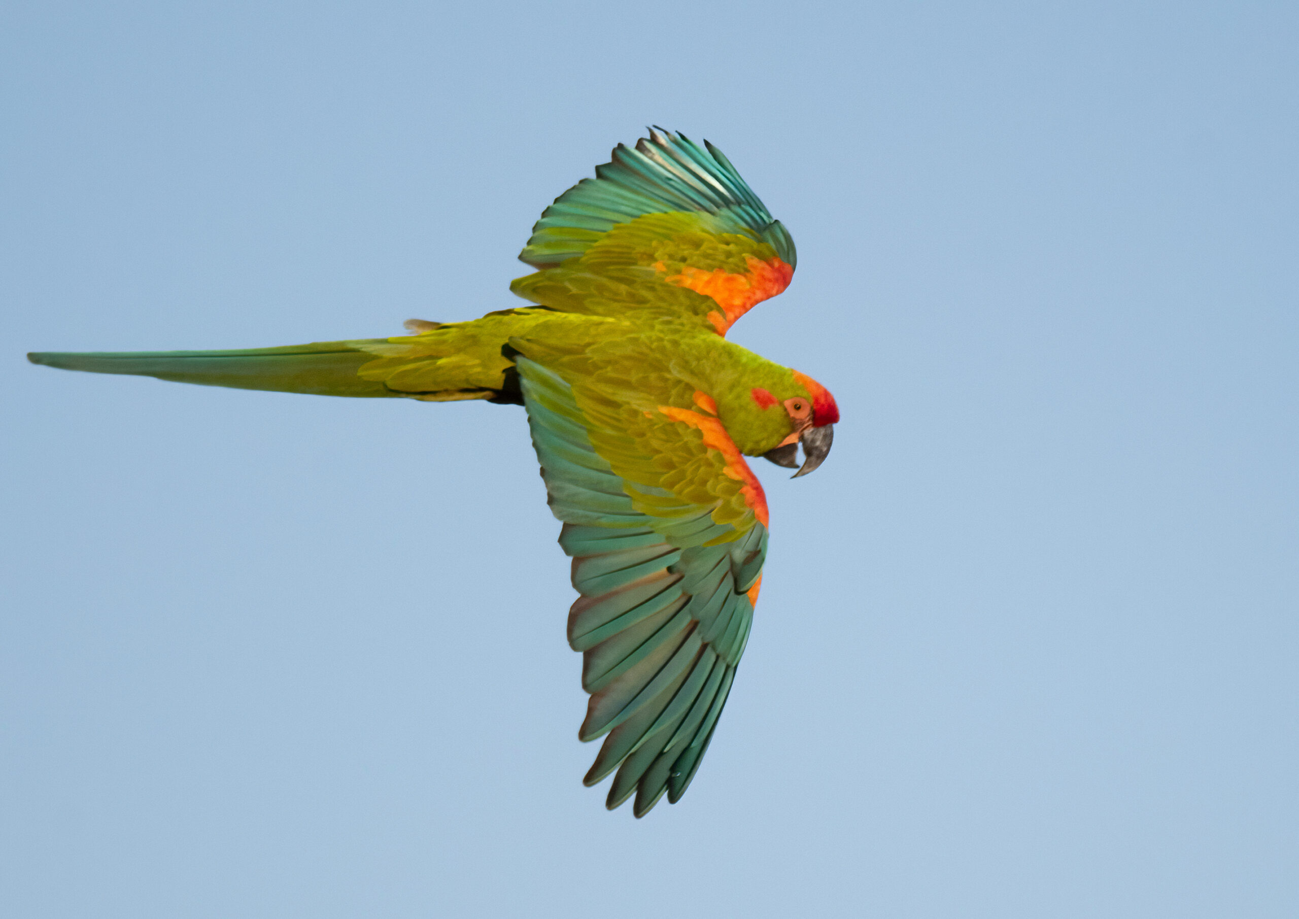 Red-fronted Macaw; © John Sterling
