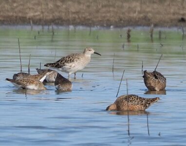 Ruff with Dowitchers; © Aidan Brubaker