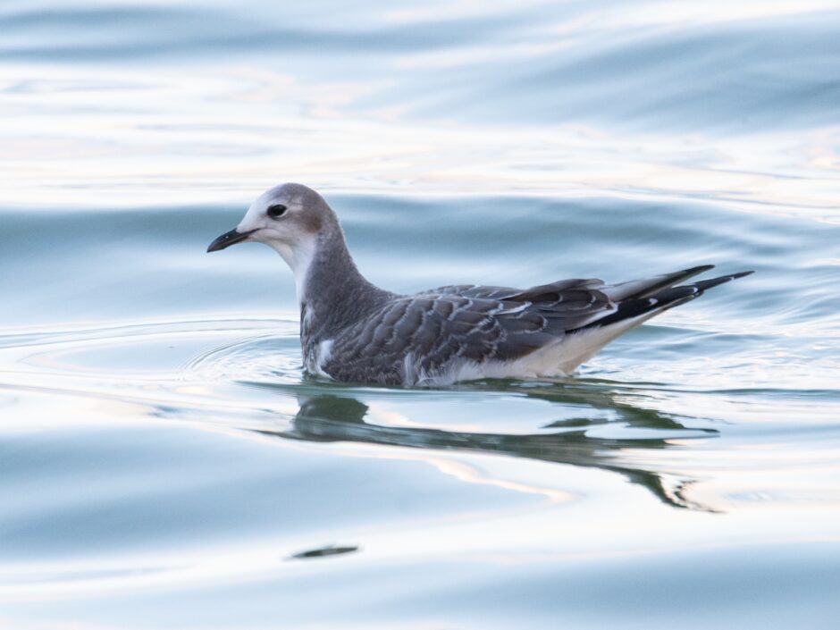 Photo of Sabine's Gull by Julian Johnson