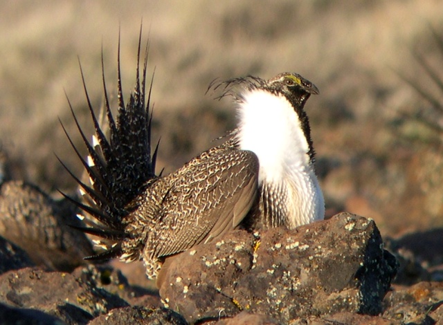 Greater Sage-grouse, Sami LaRocca