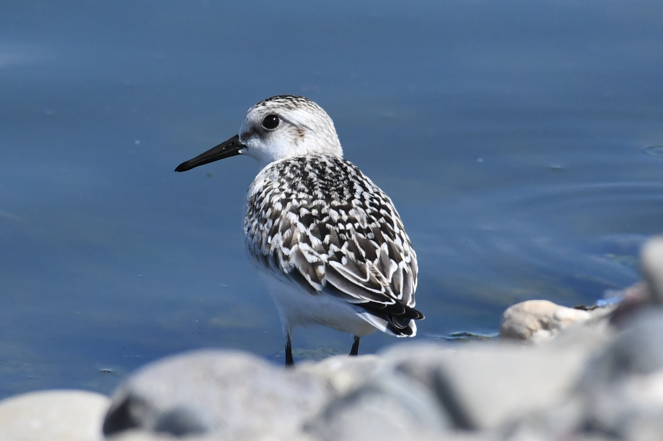 Sanderling, © Bart Wickel