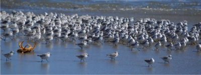 Sanderlings, Drakes Beach, Pt. Reyes; Joe Clemons
