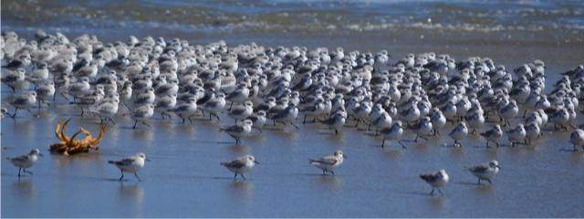Field Trip Report, Pt. Reyes