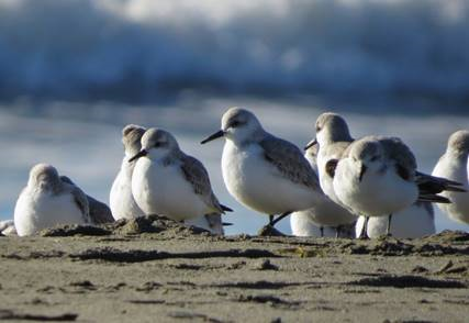 Sanderlings, Doran Beach Jan 2017, photo Sami LaRocca