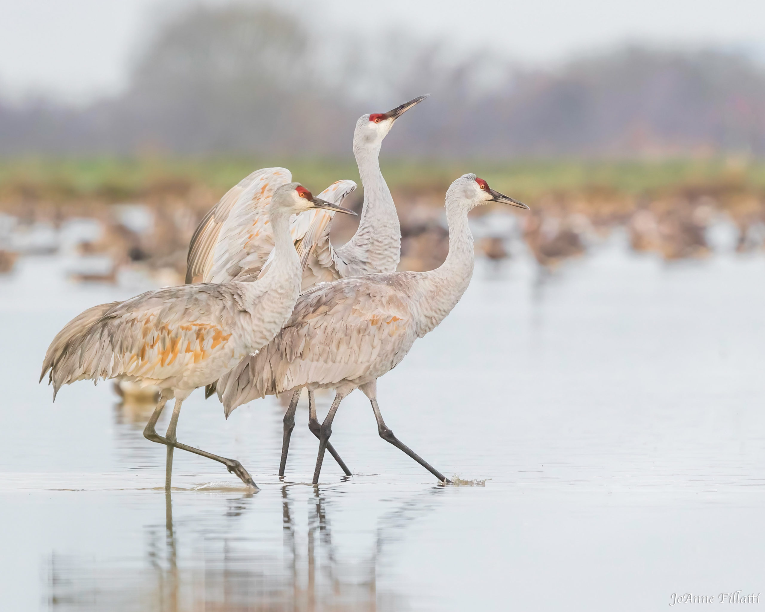 Sandhill Cranes; © JoAnne Fillatti
