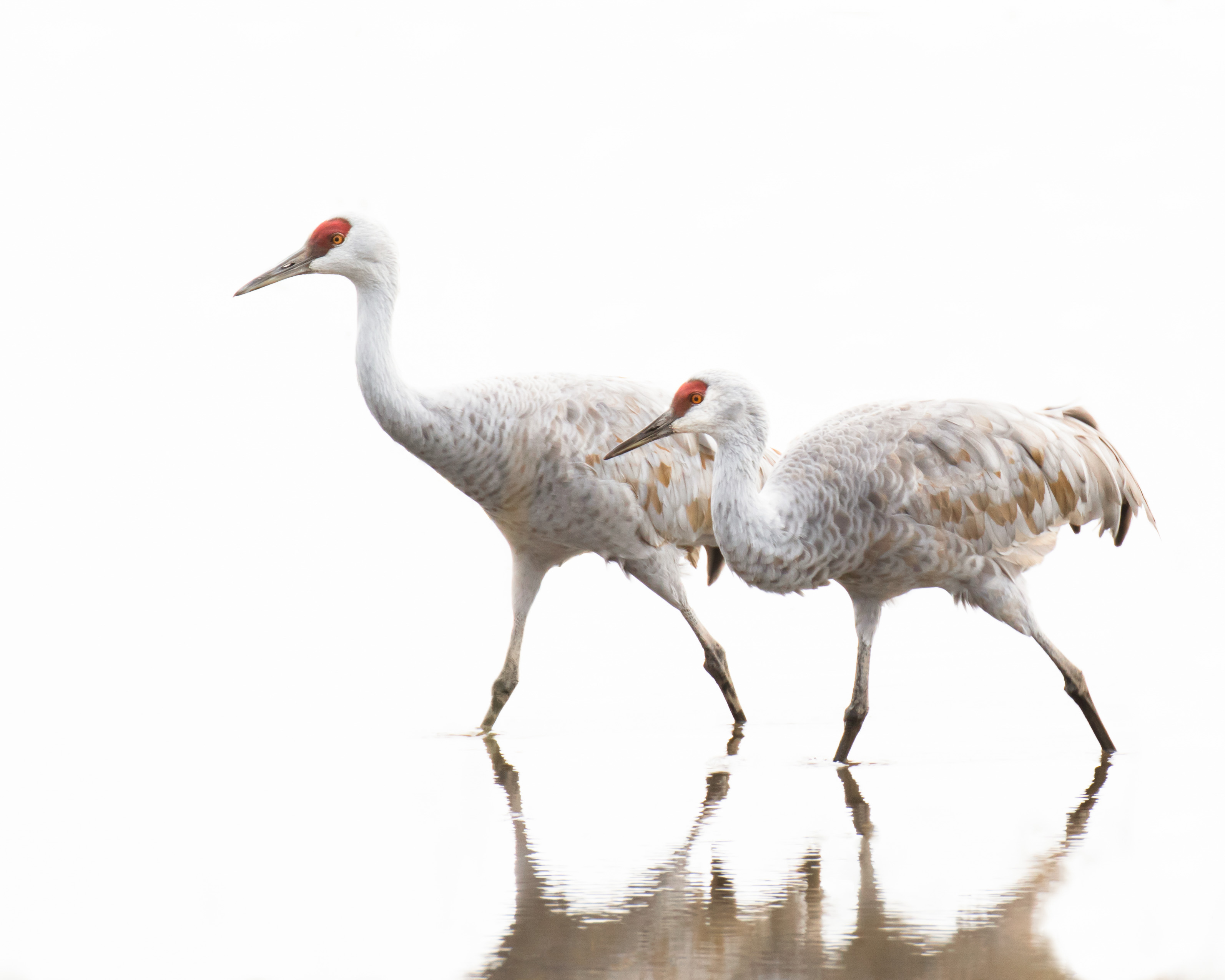 Sandhill Cranes; © Beth Savidge