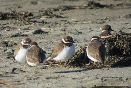 Semipalmated Plovers, Doran Beach Jan 2017, photo Sami LaRocca