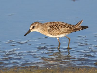Semipalmated Sandpiper; © Zane Pickus