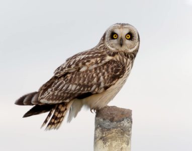 Short-eared Owl; © Erna Tarara