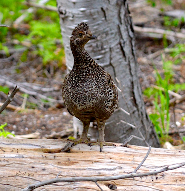 Sooty Grouse. Photo credit: Joe Clemens