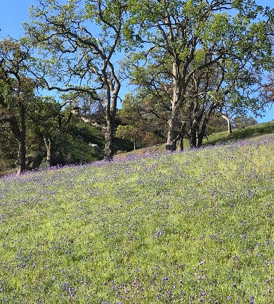 Spring at Bobcat Ranch