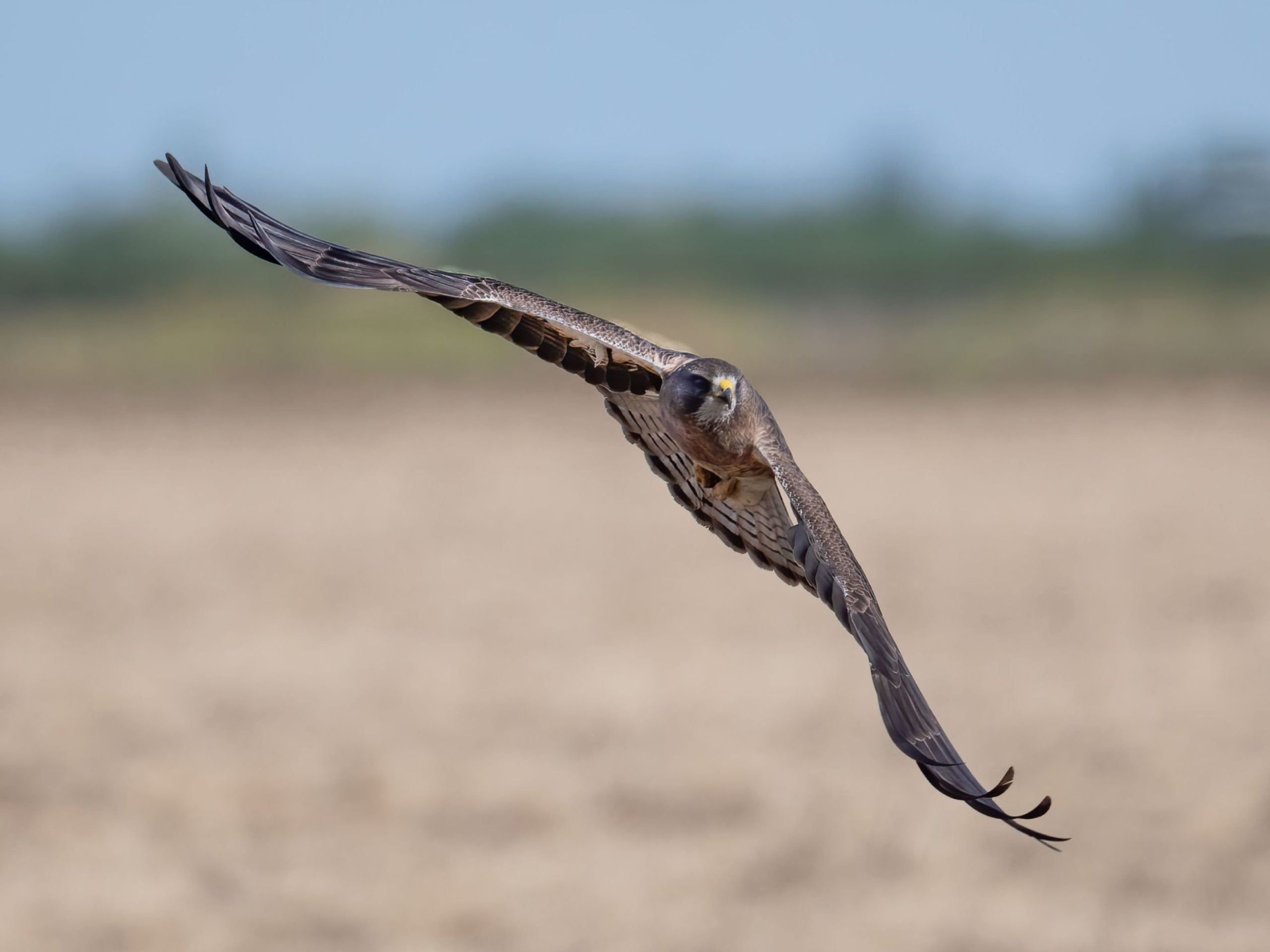 The Yolo Habitat Conservancy Revisited