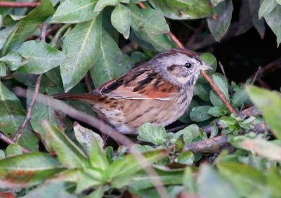 Swamp Sparrow; © Kirk Swenson