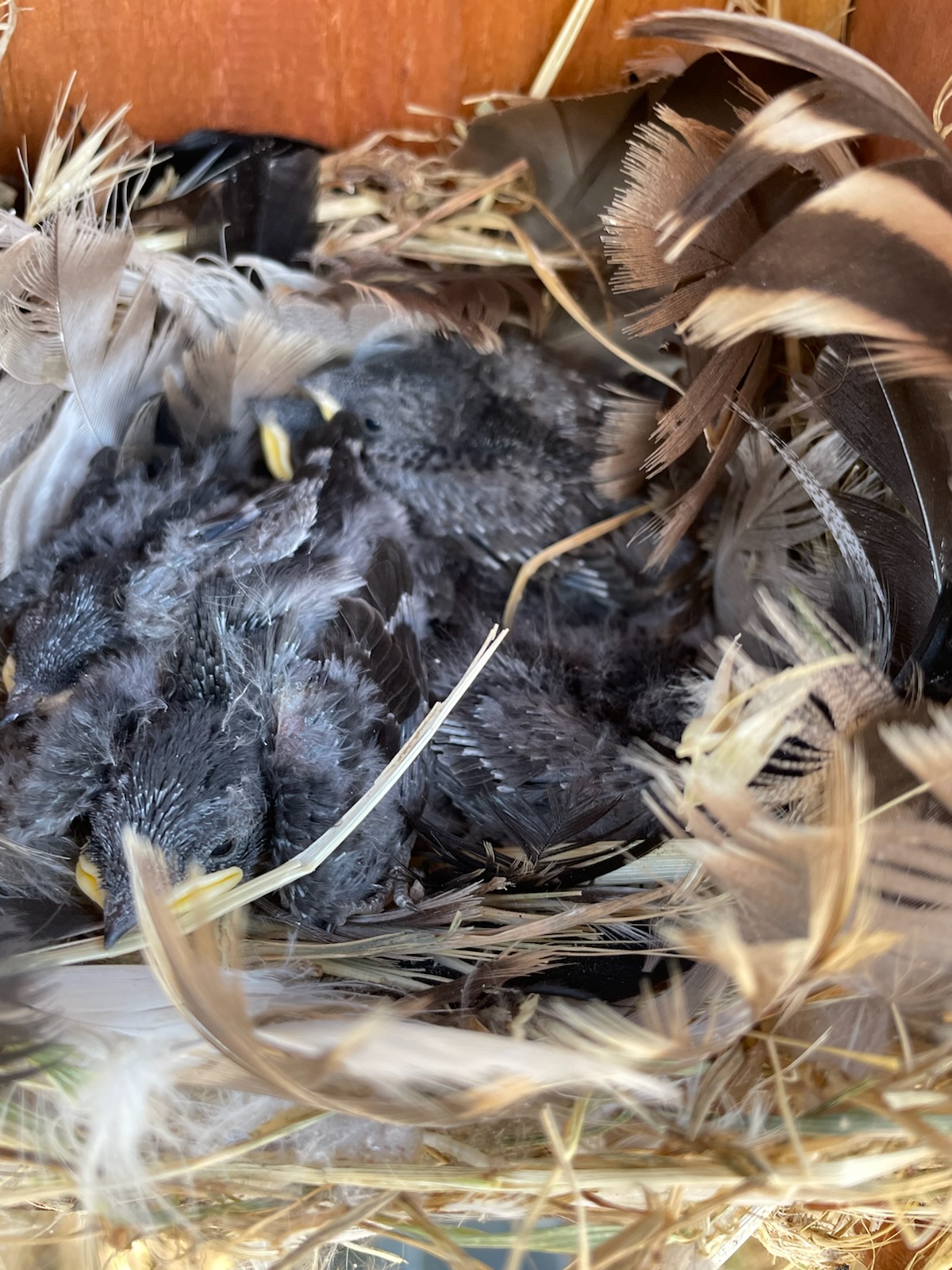 Nest Box Monitoring Reports
