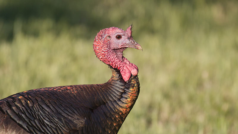 Turkey &copy; Beth Savidge