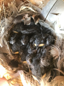 Tree Swallow Nestlings; © Ina Rommeck