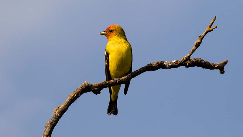 Western Tanager at West Pond; Sarah Mayhew