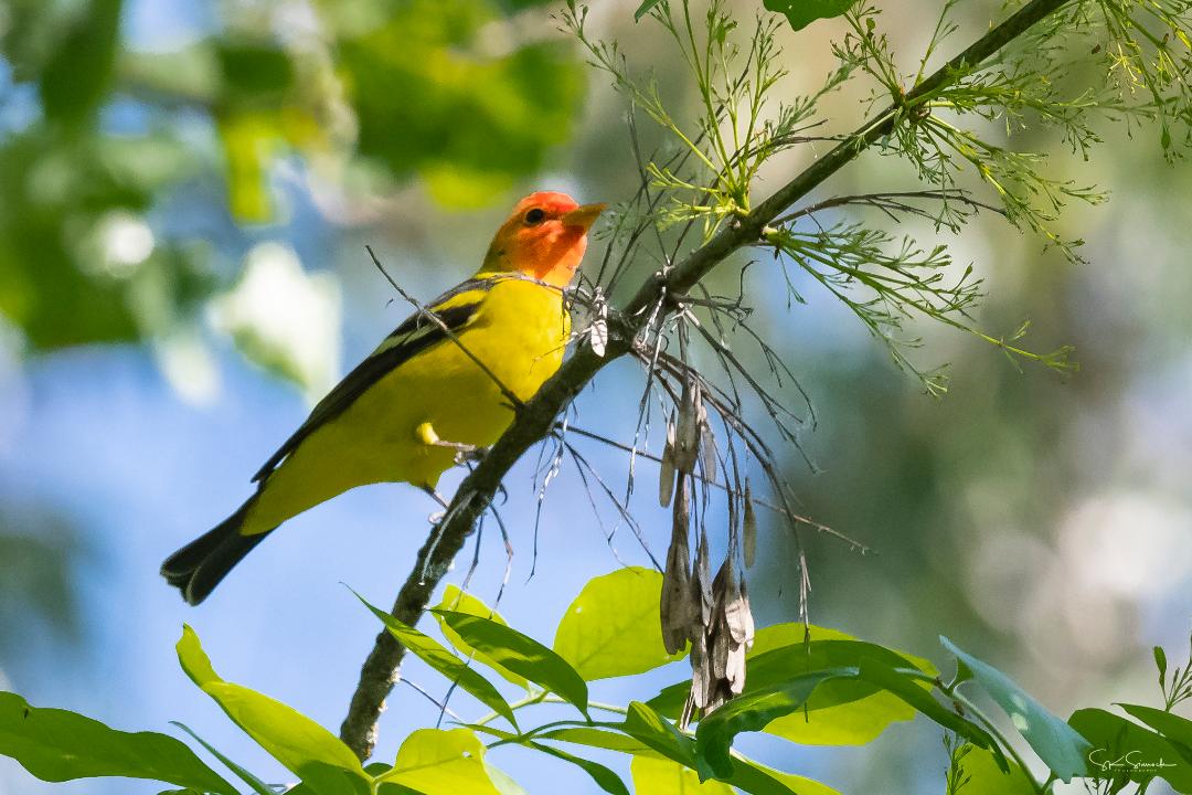 Western Tanager, Steve Sinnock
