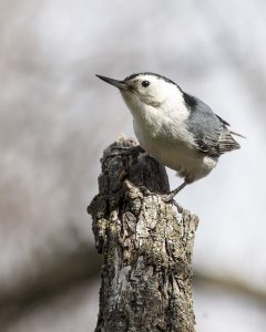 White-breasted Nuthatch; © Erna Tarara