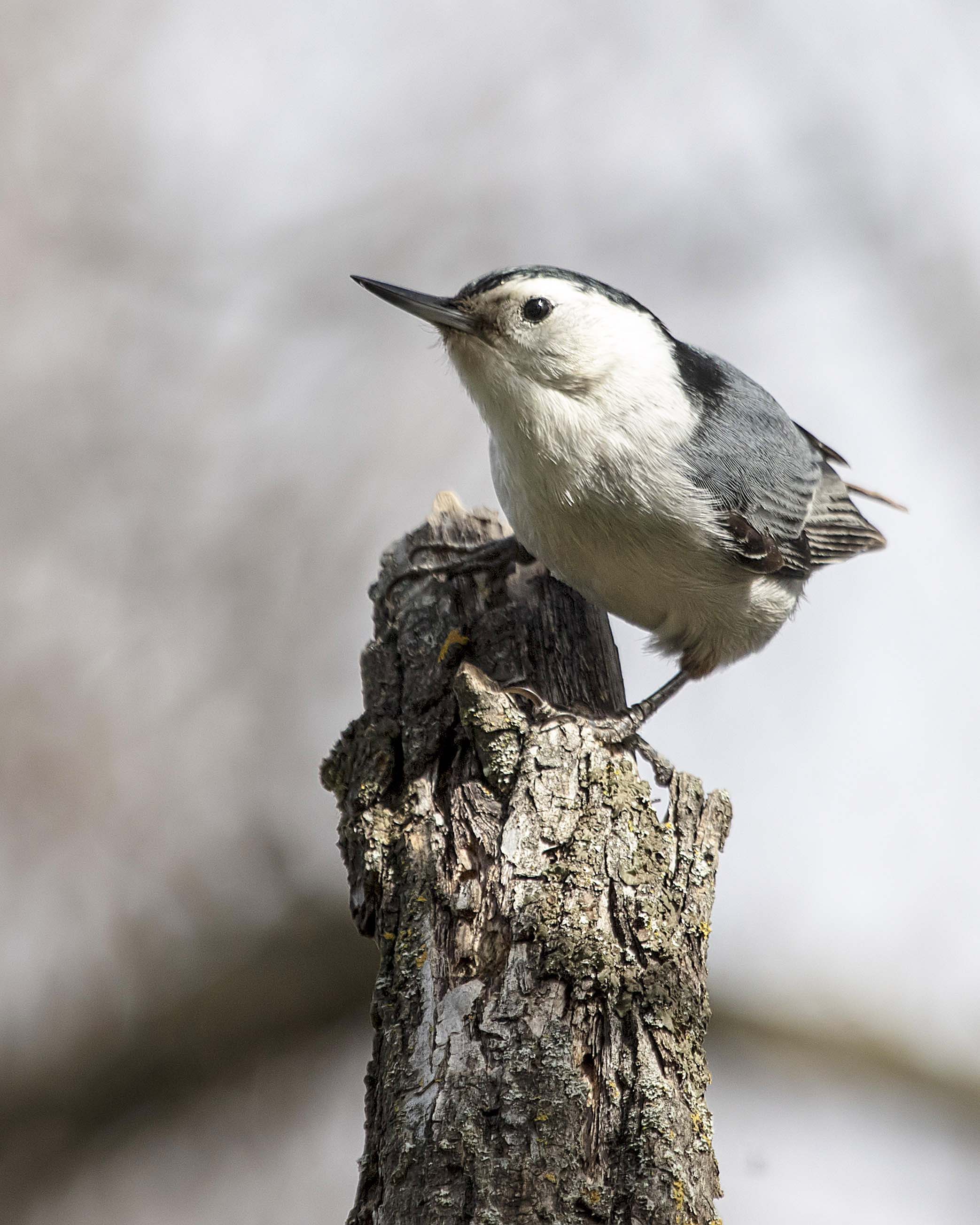 Bird Trends at the Putah Creek Riparian Reserve