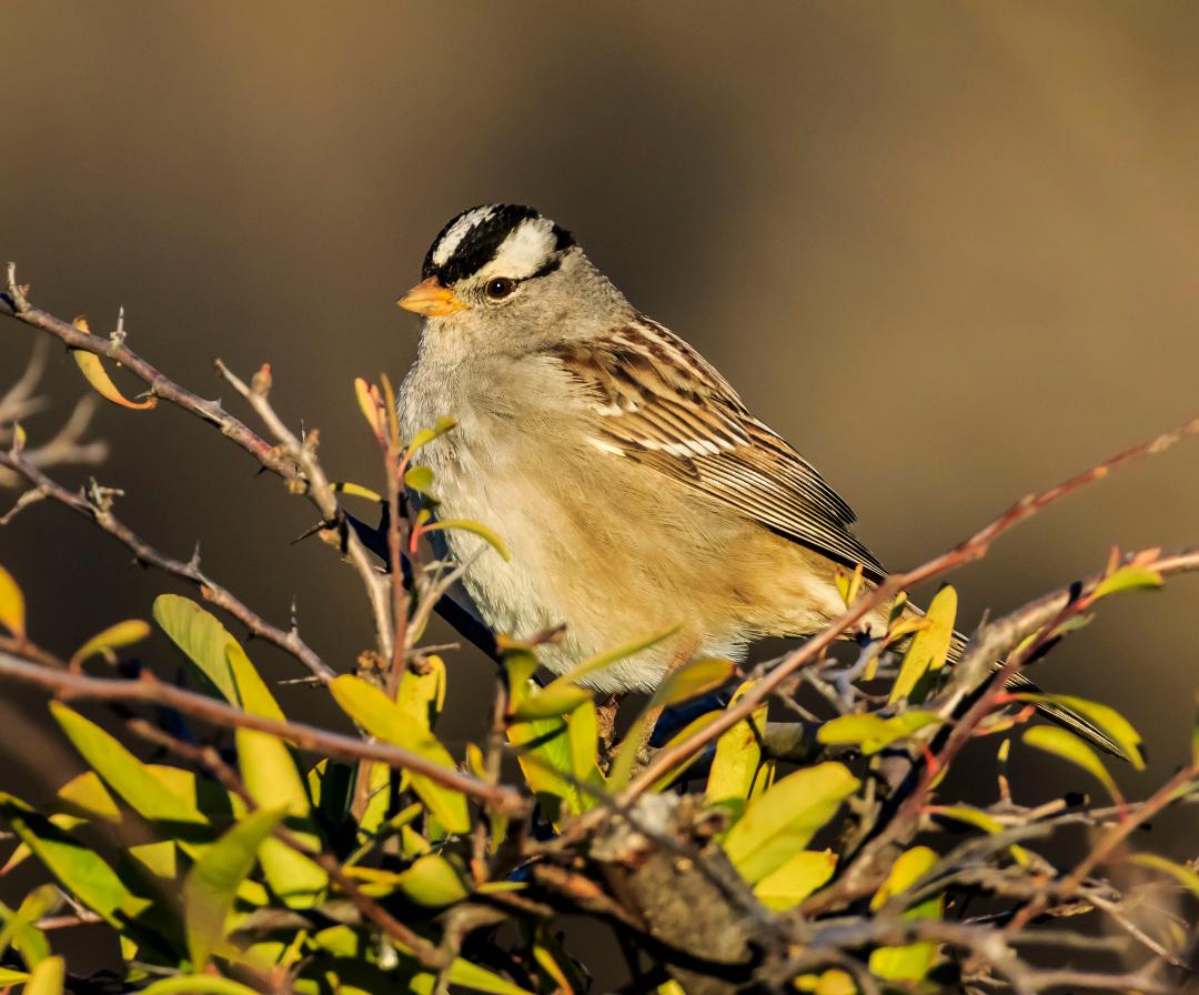 White-crowned Sparrow, credit Ken Ealy