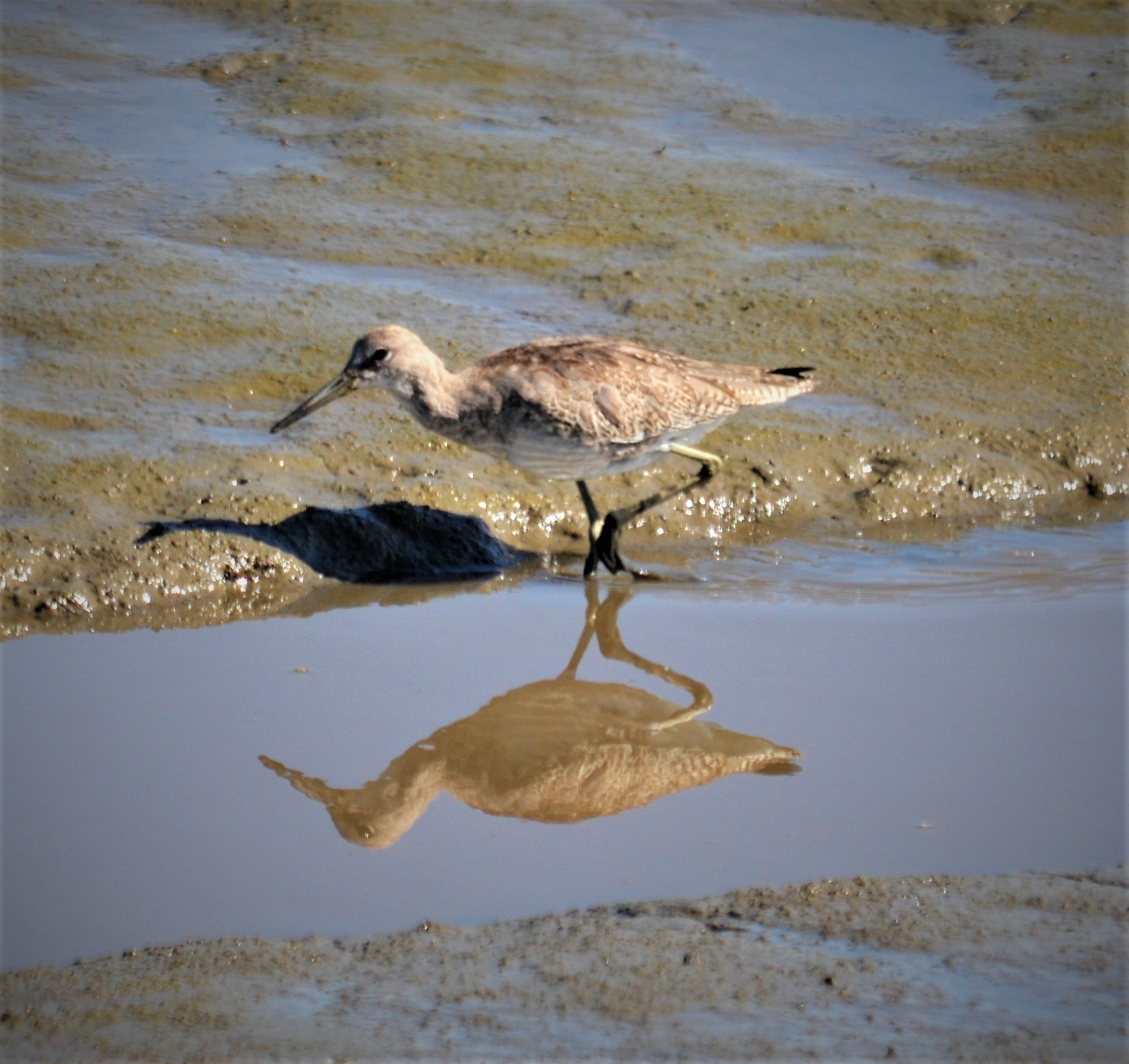 Willet; © Sami LaRocca