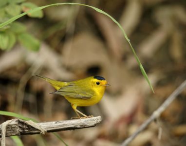 Wilson's Warbler; © Manfred Kusch
