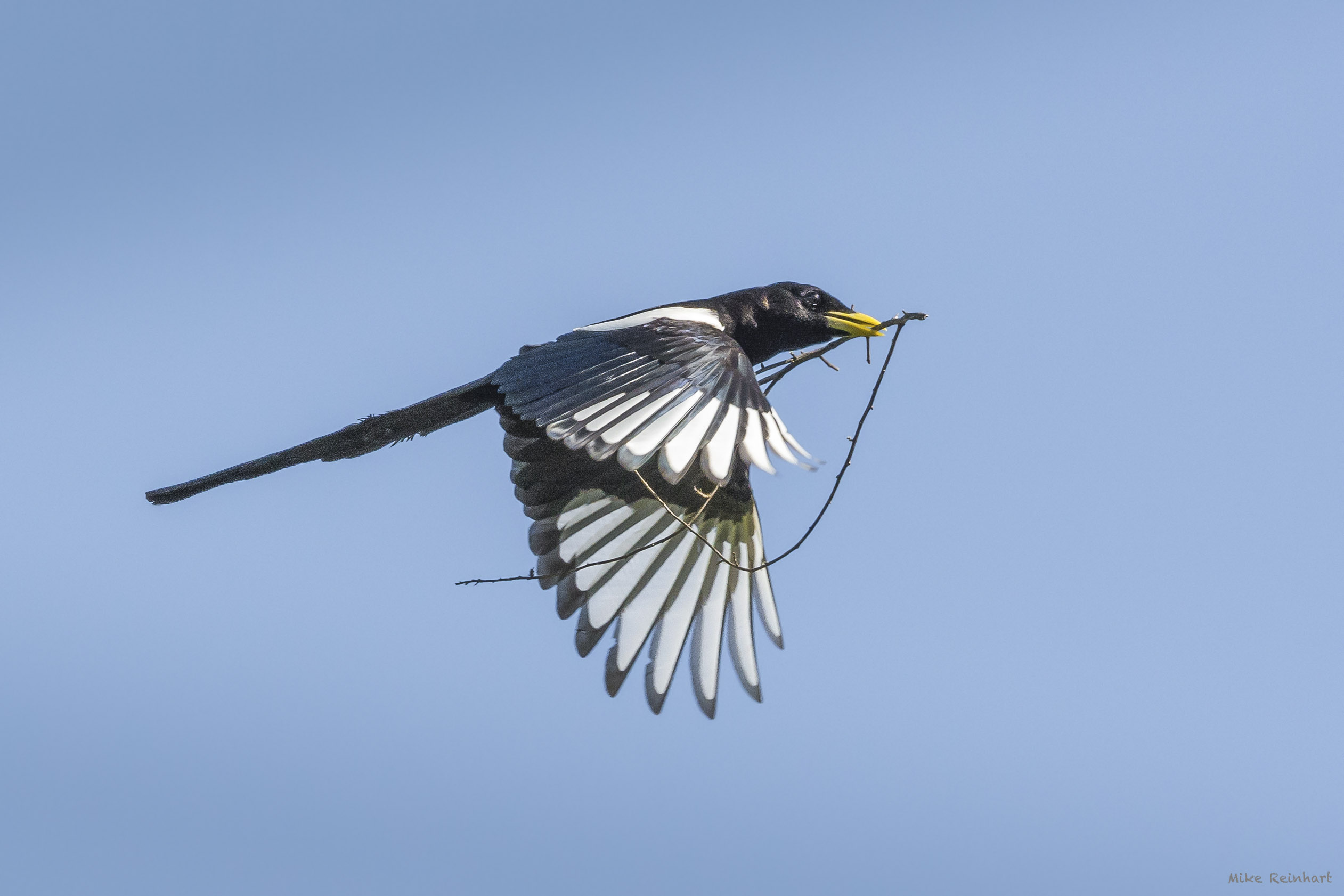 Yellow-billed Magpie; © Mike Reinhart