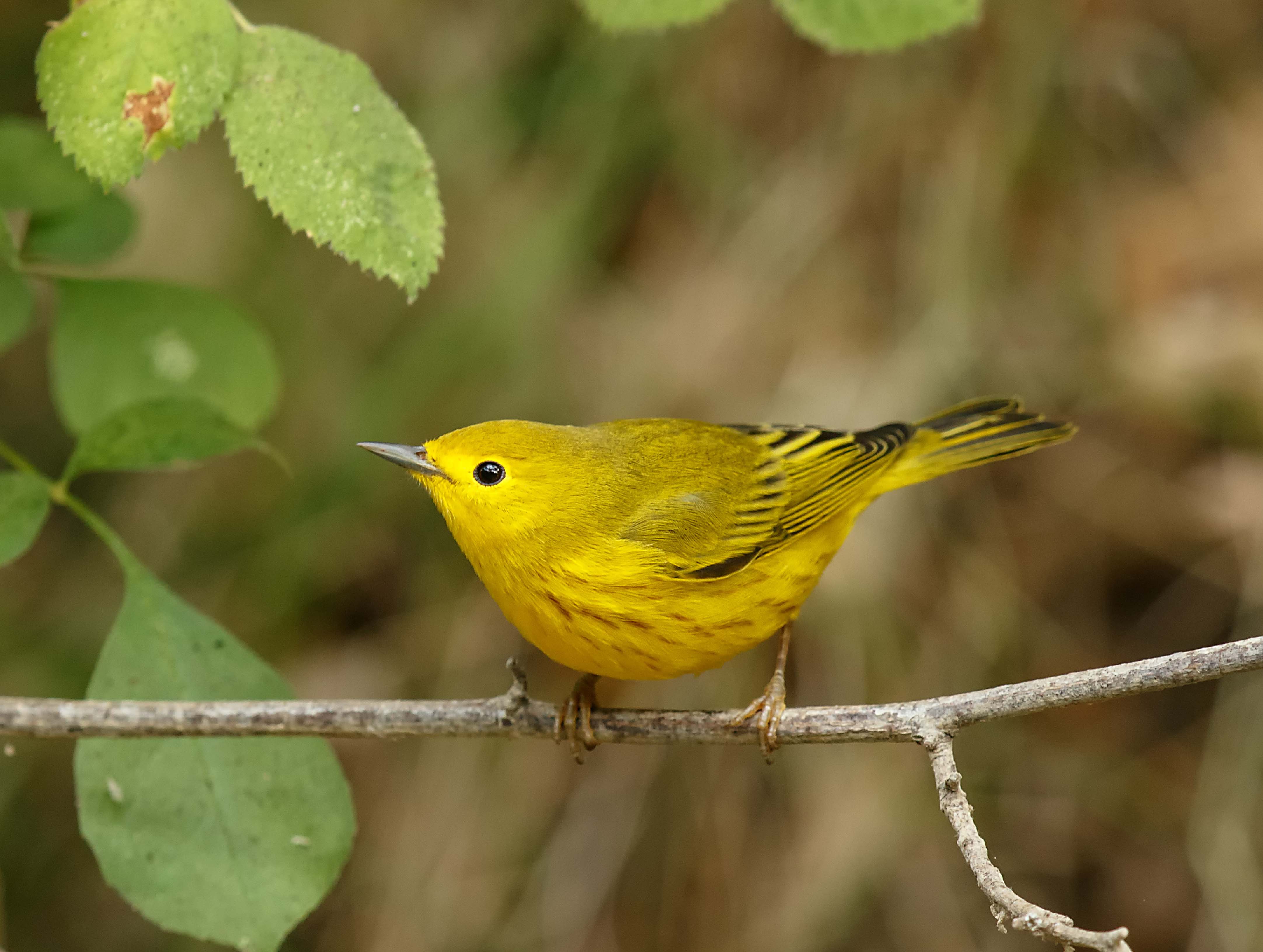 Yellow Warbler; © Manfred Kusch